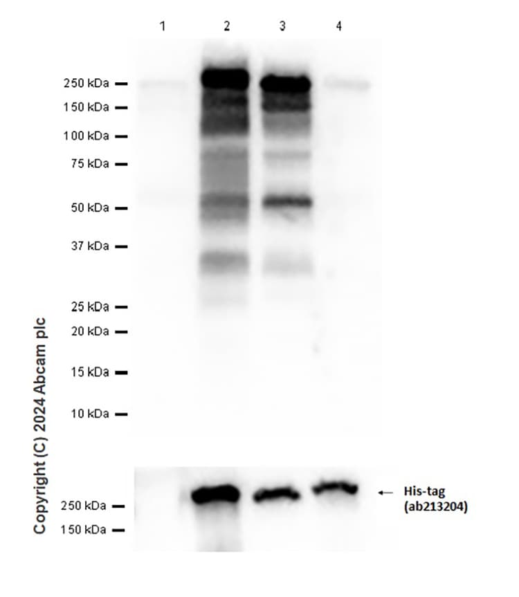 Slit1 Slit2 Antibody Ep5796n Bsa And Azide Free Ab284838  Western Blot Img441786