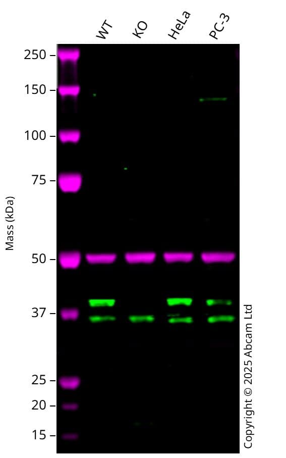 Anti-alpha Tubulin antibody [EP1332Y] - Microtubule Marker(AB52866)