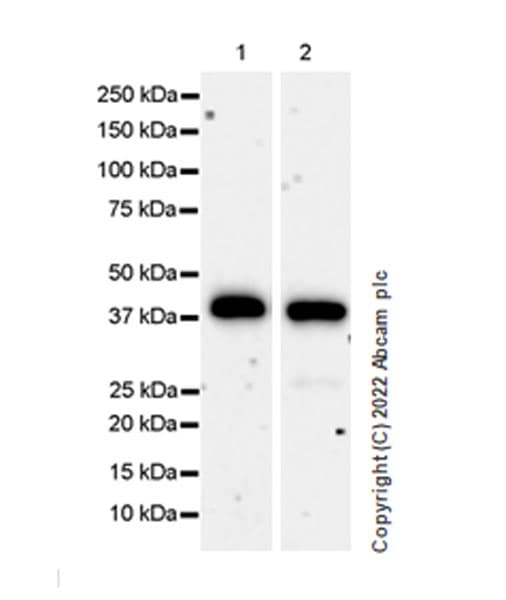 Anti-METTL15 antibody [EPR25213-46] - BSA and Azide free(AB307820)