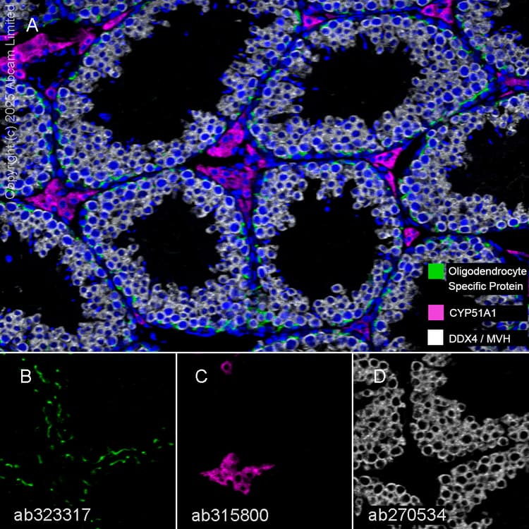 Anti-DDX4 / MVH antibody [EPR24148-58](AB270534)