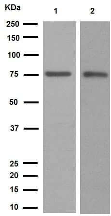 Calpain 1 Antibody Epr3319 Ab108400  Western Blot Img92152