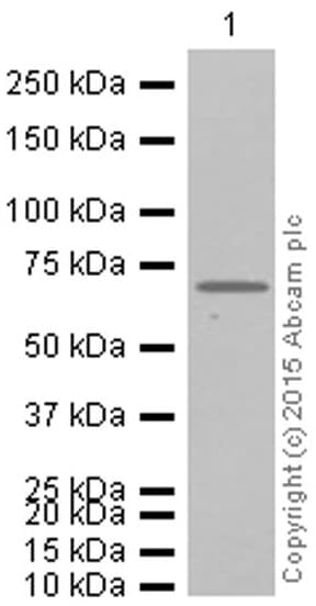 Anti-Alas1 antibody [EPR10247] - Mitochondrial Marker(AB154860)