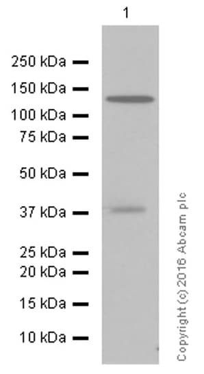 Anti-LDL Receptor antibody [EP1553Y](AB52818)