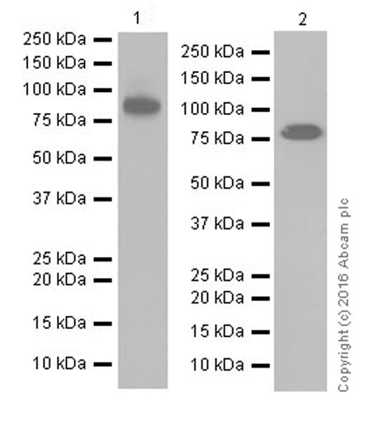 Anti-Mitofusin 2 antibody [EPR19796] - BSA and Azide free(AB251422)