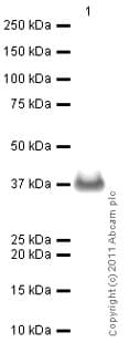 Anti-PCNA antibody(AB18197)