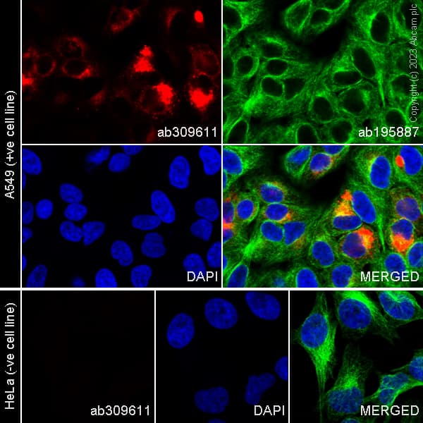 Alexa Fluor 647 Mucin 5ac Antibody 45m1 Ab309611  Immunocytochemistry Immunofluorescence Img416288