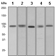 Calpain 1 Antibody Epr3319 Ab108400  Western Blot Img126803