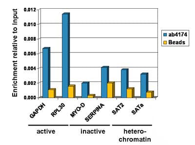 Anti-Histone H2A.Z antibody - ChIP Grade(ab4174)