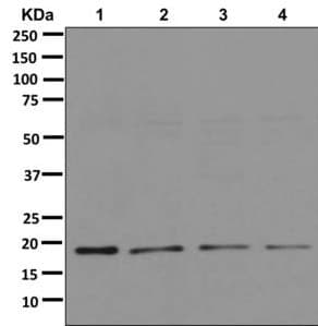 Anti-TOMM22/TOM22 antibody [EPR13505] - BSA and Azide free(AB250125)