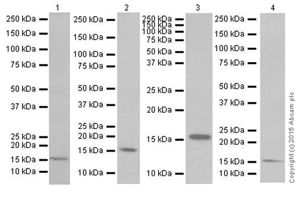 Anti-Iba1 antibody [EPR16589](AB178847)