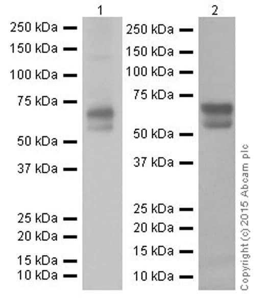 Anti-GAD65 + GAD67 antibody [EPR19366](AB183999)