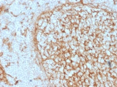 Anti-CD14 antibody [LPSR/2397](AB238090)