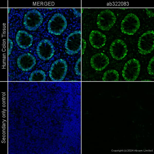 Goat Anti-Chicken IgY H&L (Alexa Fluor® 488) preadsorbed(AB150173)