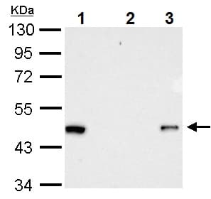 Anti-RFP antibody(AB152123)
