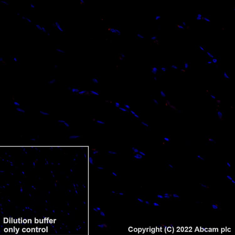 Alexa Fluor® 647 Anti-BATF3 antibody [EPR26558-38](AB307471)