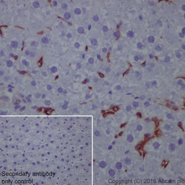 Anti-CD163 antibody [EPR19518] - BSA and Azide free(AB213612)