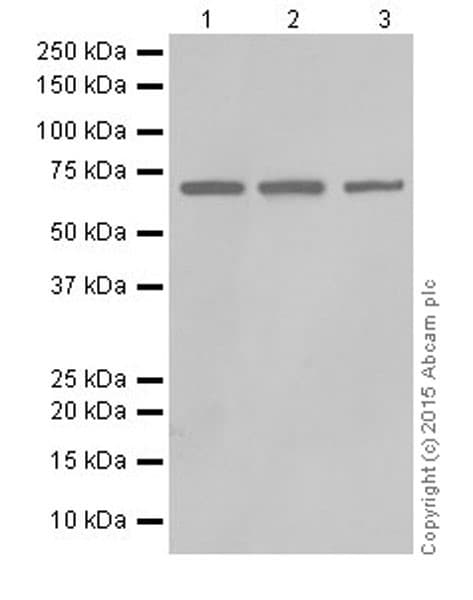 Anti-ATP6V1A antibody [EPR19270] - BSA and Azide free(AB251267)