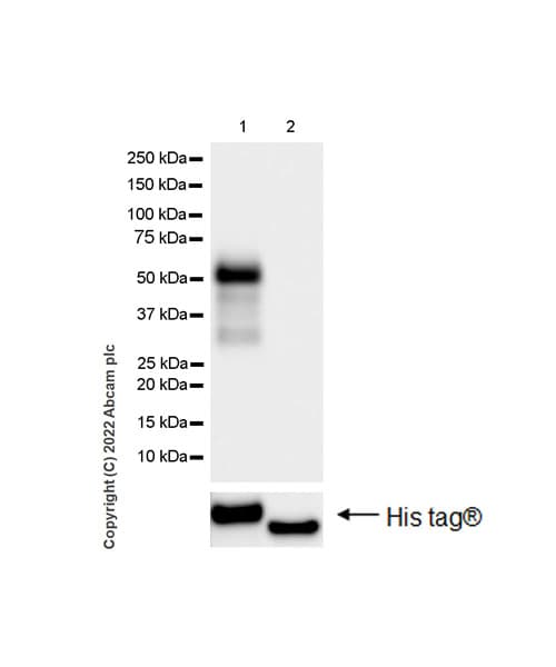 Np I Antibody Epr25683 17 Ab300404  Western Blot Img400473
