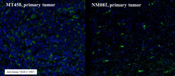 Anti-VEGFC antibody [9/E7](AB106512)