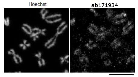 Anti-POGZ antibody(AB171934)