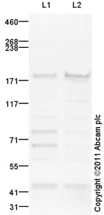 Goat Rabbit Igg H L Hrp Preadsorbed Ab97080  Western Blot Img61916