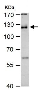 Anti-CD146 antibody - C-terminal(AB228540)