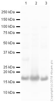 Anti-COX IV antibody - Mitochondrial Loading Control(AB16056)