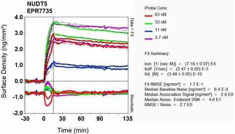 Anti-NUDT5 antibody [EPR7735] - BSA and Azide free(AB248321)