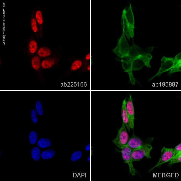 Alexa Fluor 647 Uch37 Antibody Ep4897 Ab225166  Immunocytochemistry Immunofluorescence Img106369