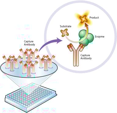 Complex I Enzyme Activity Microplate Assay Kit (Colorimetric)(AB109721)
