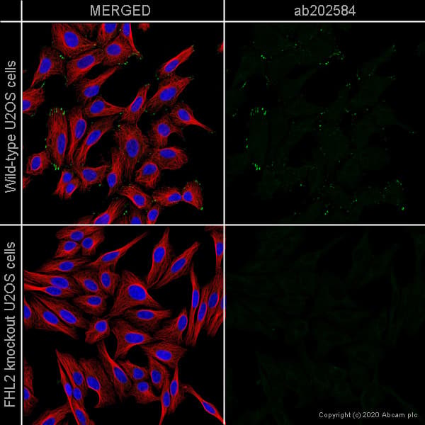 Human Fhl2 Knockout U 2 Os Cell Line Ab262496  Immunocytochemistry Immunofluorescence Img126797