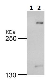 Anti-TRRAP antibody - N-terminal(AB227613)