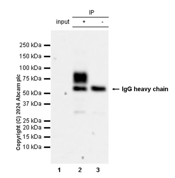 Anti-VAChT antibody [EPR29154-71](AB317452)