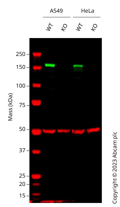 Anti-EGFR antibody [E235] - BSA and Azide free(AB227459)