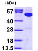 Ab97410  Sds Page Img40036