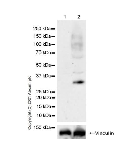 Anti-METTL1 (phospho S27) antibody [EPR24280-9](AB271062)