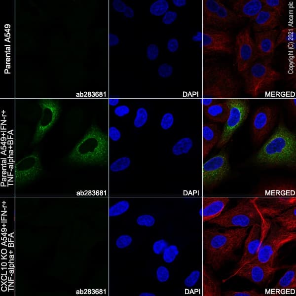 Human CXCL10 (IP10) knockout A549 cell line(ab266971)