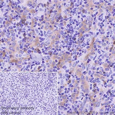 Anti-BANK1 antibody [EPR20788] - BSA and Azide free(AB230492)