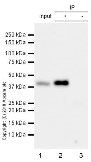 Rabbit IgG, monoclonal [EPR25A] - Isotype Control - BSA and Azide Free(AB210849)