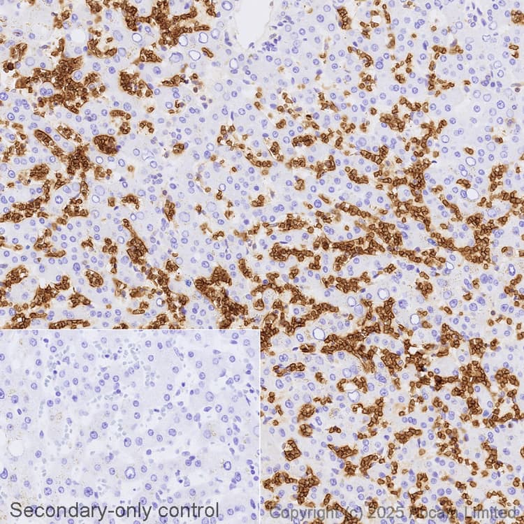 Avidin/Biotin Blocking Kit(ab64212)