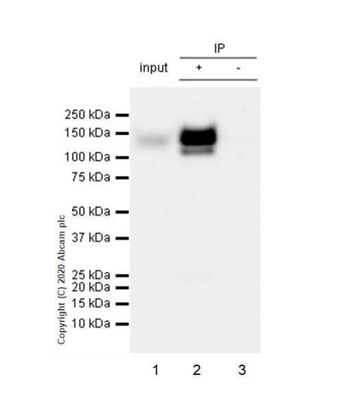 Anti-CD31 antibody [RM1006](AB281583)