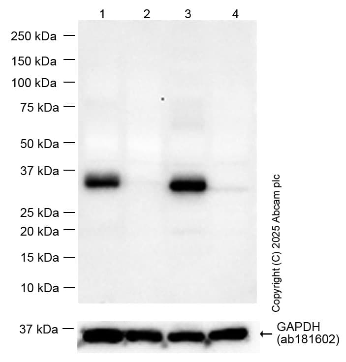Anti-Apolipoprotein E antibody [EPR19392](AB183597)