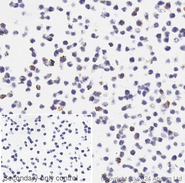 Anti-Alpha-synuclein antibody [syn211](AB80627)