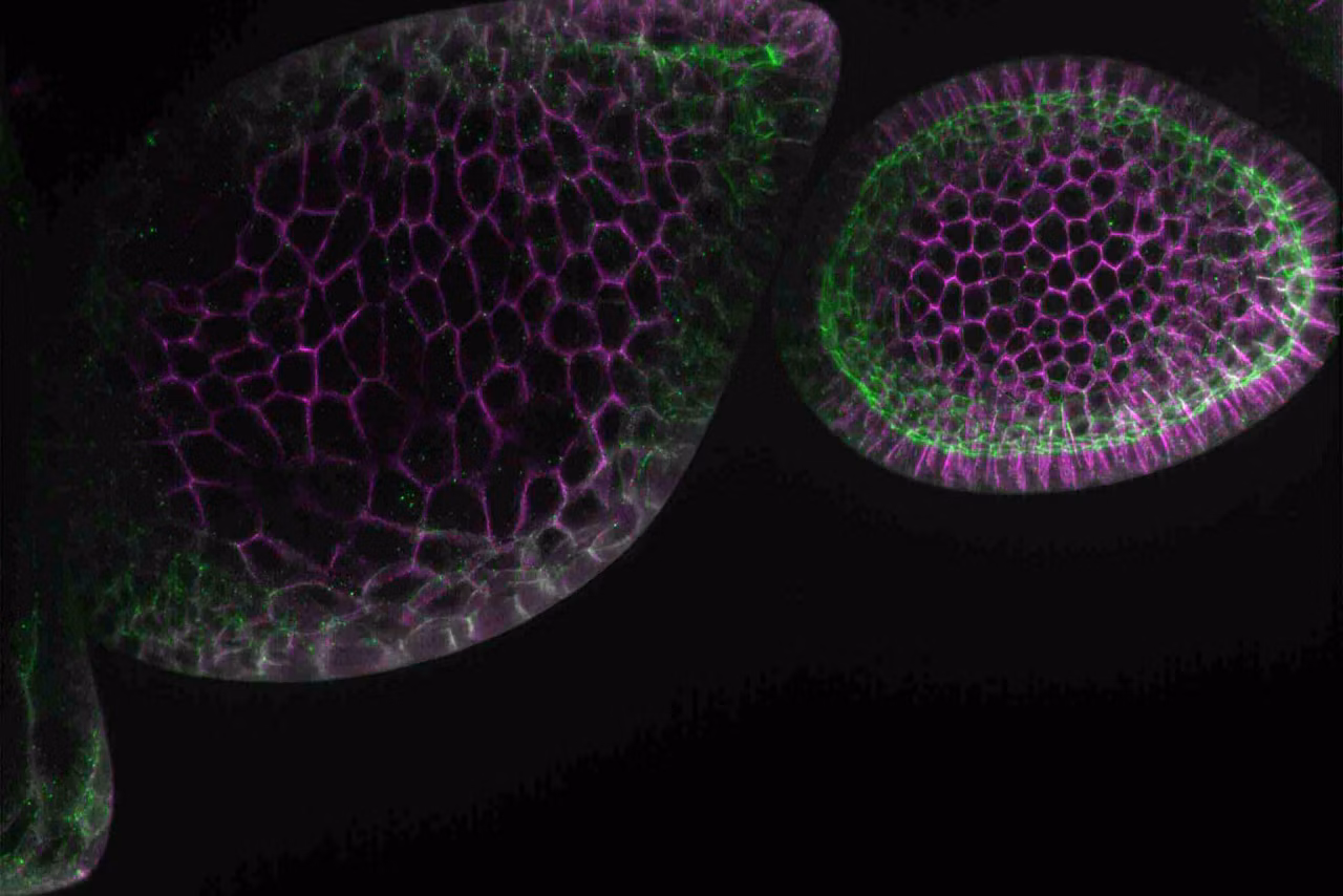 THUNDER Imager 3D Cell Culture Drosophila Follicles Mark App Note Image 2 Kid21776108