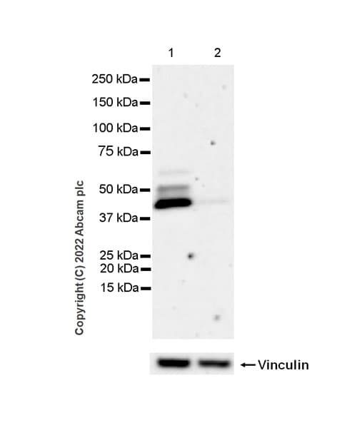 Sphk1 Antibody Epr24511 37 Bsa And Azide Free Ab302715  Western Blot Img401142