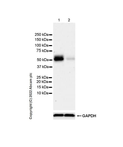 Np I Antibody Epr25683 17 Ab300404  Western Blot Img400470