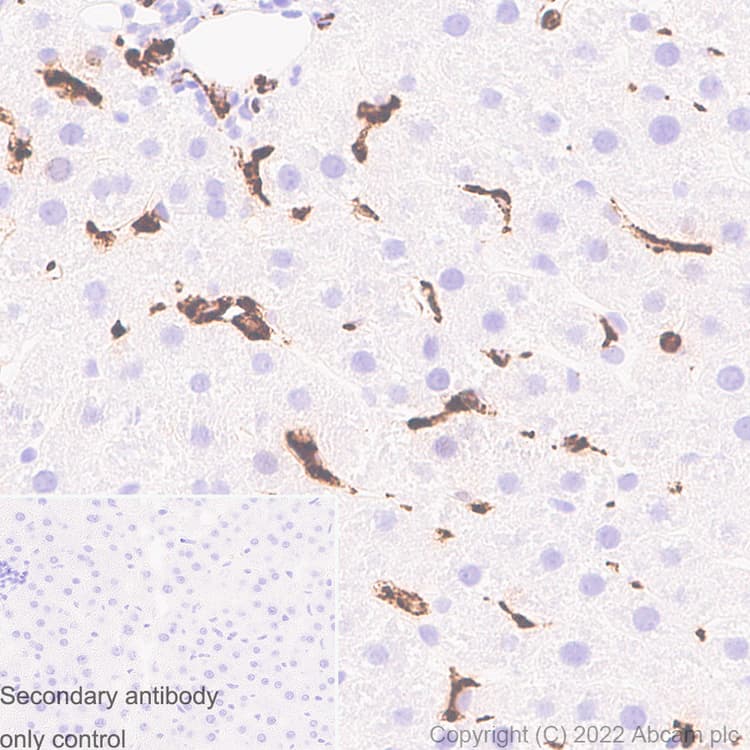 Anti-CD68 antibody [RM1031] - BSA and Azide free(ab303566)