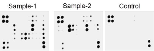 Mouse Inflammation Antibody Array - Membrane (40 Targets)(AB133999)