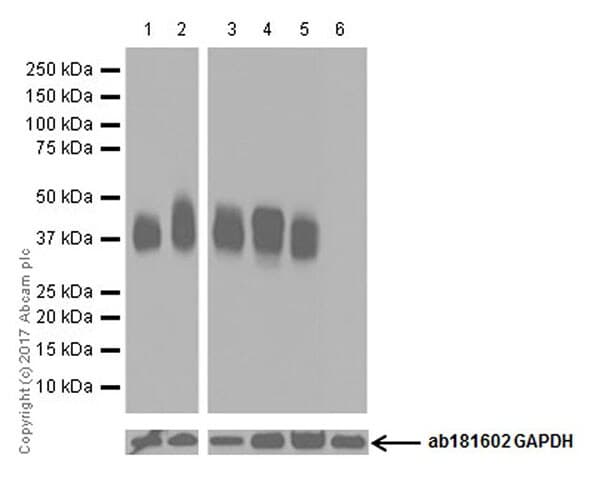 Cd40 Antibody Epr20540 Bsa And Azide Free Ab271995  Western Blot Img182237