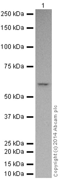 HeLa whole cell lysate(AB150035)